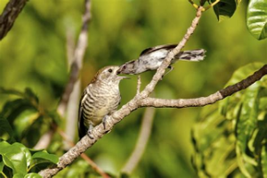 cuckoo and grey warbler-929-709